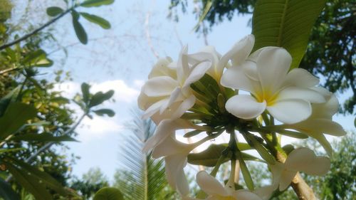 Low angle view of white flowers blooming on tree