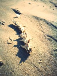 High angle view of animal skull on sand