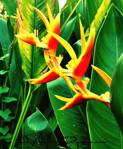 Close-up of flowers