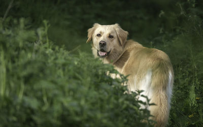 Portrait of golden retriever