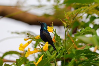 Picture of sitting purple sunbird on the branch of yellow flowers in spring season, bird background