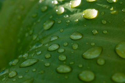 Close-up of raindrops on leaves