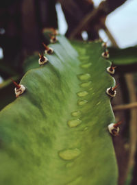 Close-up of green leaf