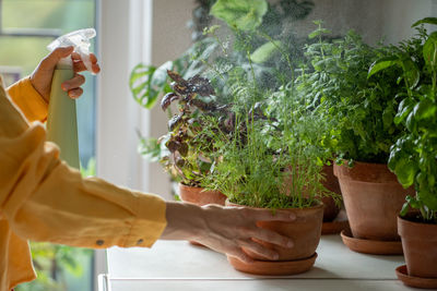 Cropped hand holding potted plant