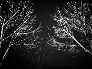 Low angle view of bare trees against sky