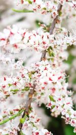 Close-up of cherry blossoms