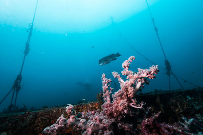 Fish swimming in sea