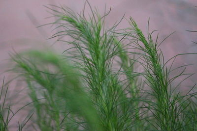 Close-up of grass on field