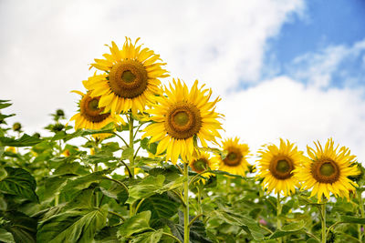 Low angle view of sunflowers blooming on field against sky