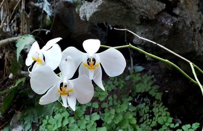 Close-up of white flowering plant