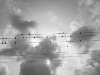 Low angle view of birds perching on cable against sky