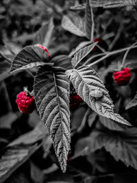 Close-up of red leaves on plant