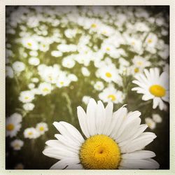 Close-up of fresh white daisy blooming outdoors