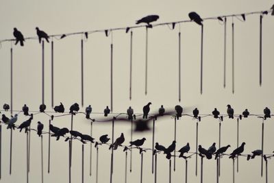Low angle view of birds in row