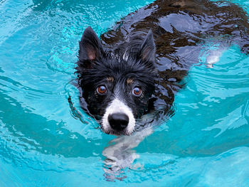Close-up of dog on snow