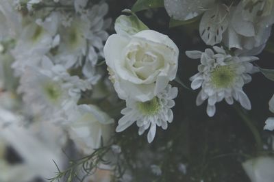 Close-up of white roses