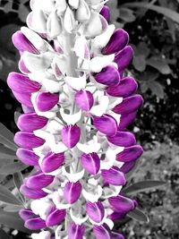 Close-up of purple flowering plant