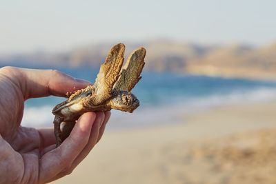 Close-up of hand holding stick on beach