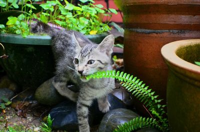 Portrait of cat sitting on potted plant