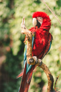 Close-up of a bird perching on branch