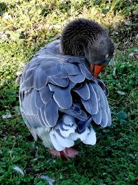 High angle view of a bird on field