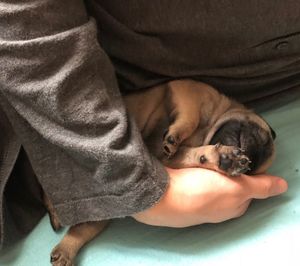 Close-up of dog sleeping