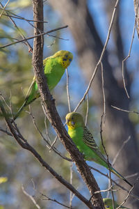 Close-up of birds perching on branch