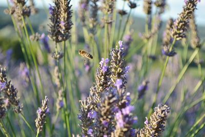 Honey bee flying in lavender meadow 