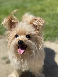 Portrait of a dog