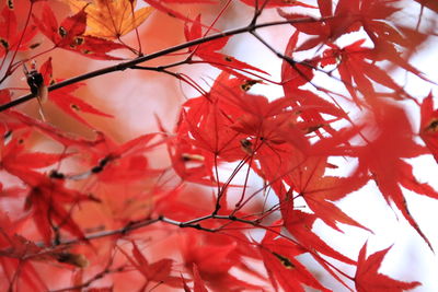 Close-up of maple tree