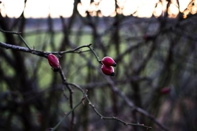 Close-up of red berries on branch against blurred background