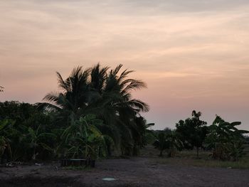 Scenic view of palm trees against sky during sunset