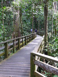 Footbridge over footpath amidst trees in forest