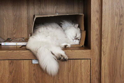 Cat sleeping in cardboard box