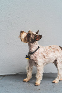 Dog looking away while standing against wall