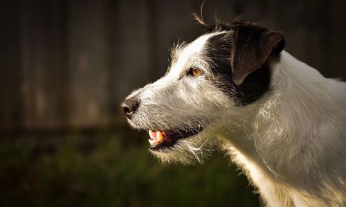 Close-up of jack russell looking away