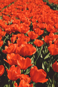 Close-up of red flowers blooming outdoors