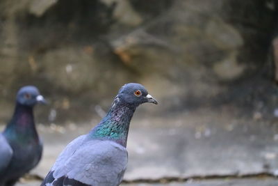 A pigeon or columba livia domestica closing rock wall