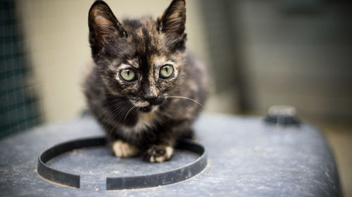 Close-up of cat in shelter