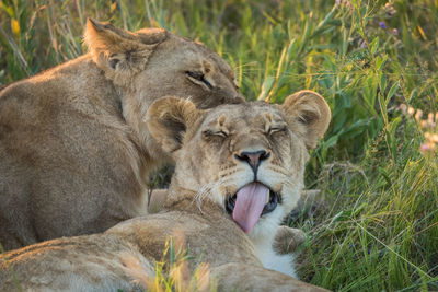 Close-up of lions resting in forest