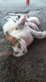 Close-up portrait of cat lying on floor