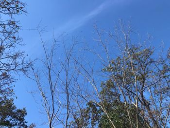 Low angle view of plants against blue sky