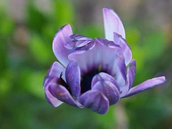 Close-up of purple flowers blooming