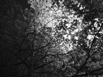 Low angle view of trees against sky