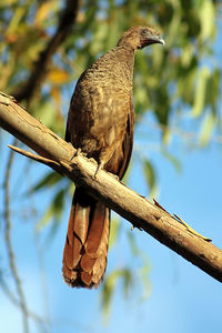 Low angle view of owl perching on branch