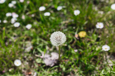 Close-up of flowers growing in field