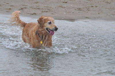 Dog in water