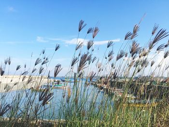Scenic view of plants against blue sky