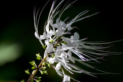 Close-up of white flowers