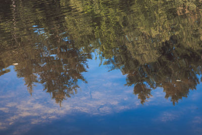 Reflection of tree in water